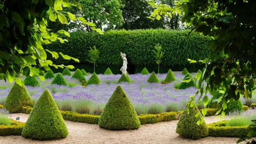 Green conical topiarised shrubs and lavender with a statue in the background